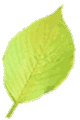 ha03.gif